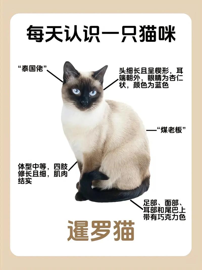 暹罗猫费用多少钱一只？布偶猫费用多少钱一只？